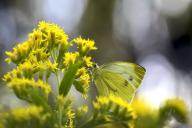 Schmetterling