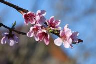 Zweige, Blumen