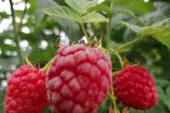 Beeren