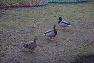 Enten