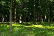 Wald