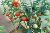 Tomaten