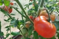 Tomaten